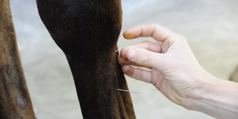 Paarden Acupunctuur